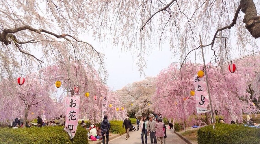 🌸 진달래 언덕 공원(쓰쓰지가오카 공원) 이미지 5